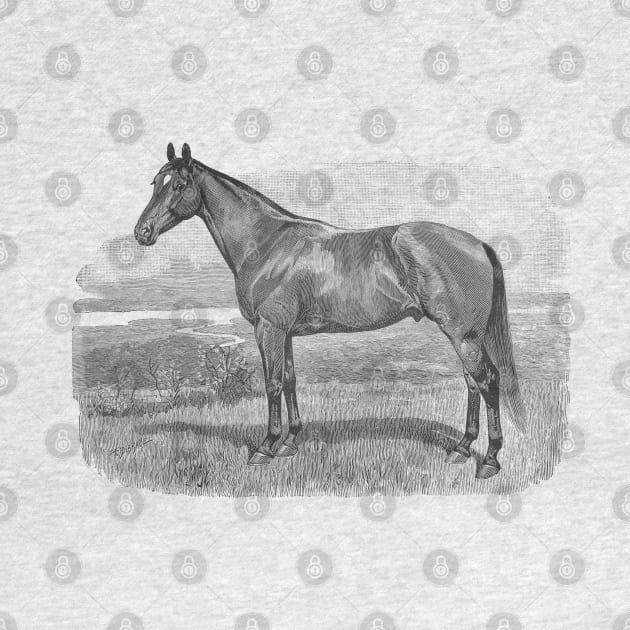 Horse Breed Black & White Illustration by Biophilia